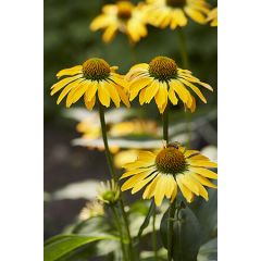 Jeżówka 'Golden Skipper'